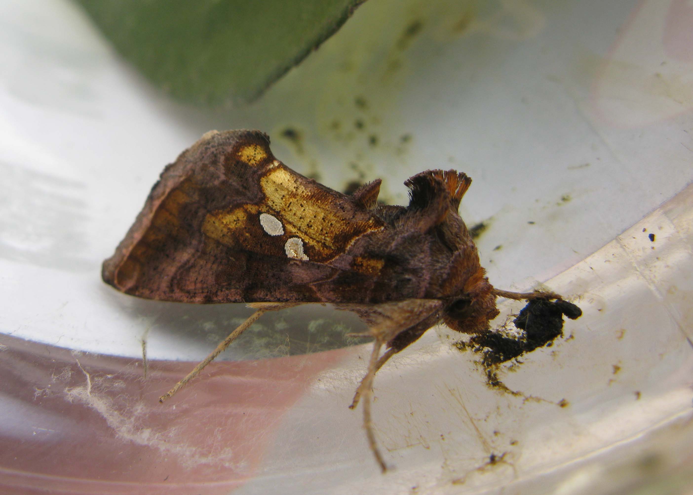 piccola farfalla da identificare: Chrysodeixis chalcites